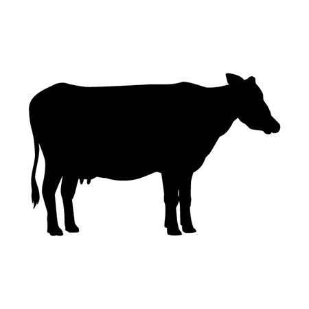 Picture of Cow II Iron on Transfer